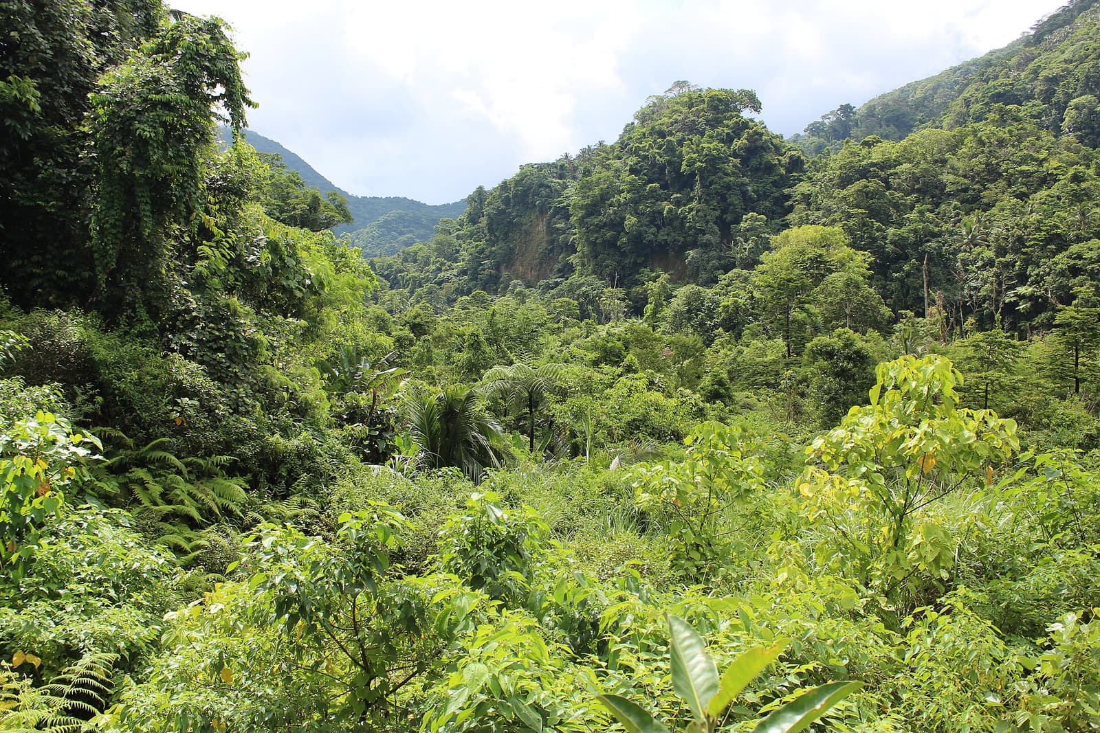 Forested hills in Camiguin’s interior, where the island’s cold springs rise