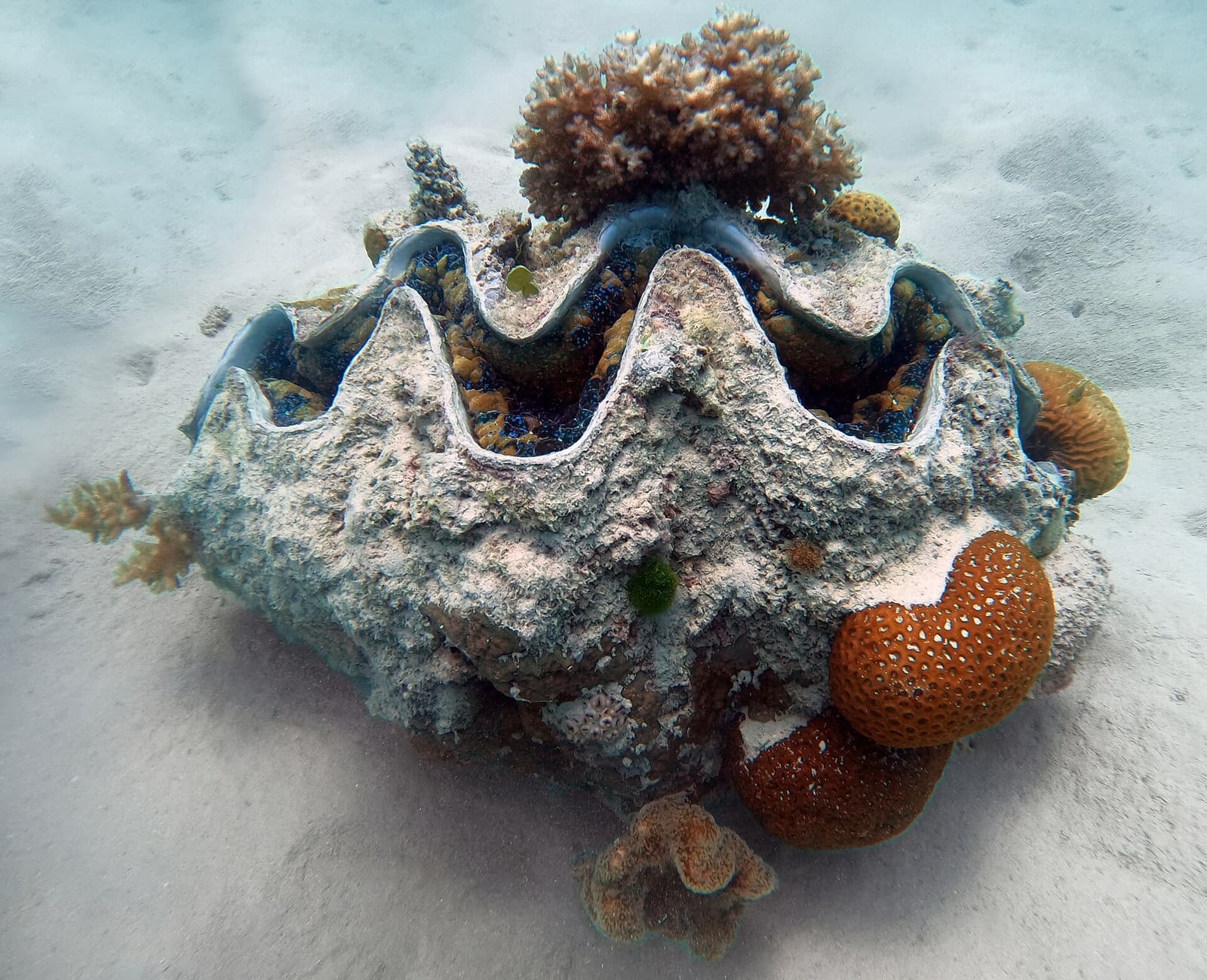 A giant clam with its fluted shell open on a sandy sea floor