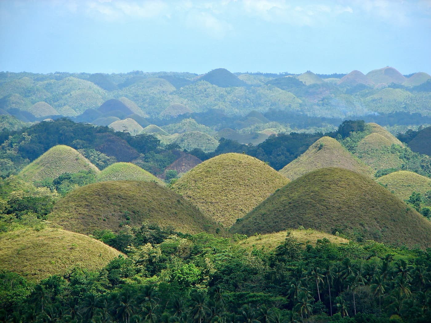 Rows of grassy Chocolate Hills rising above the Bohol countryside